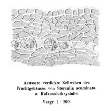 1884 microscopic drawing of kola nut cells (H. Zohlenhofer, Archiv der Pharmazie)