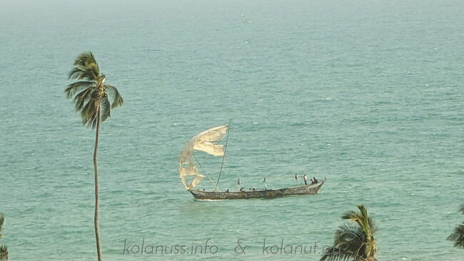Distribution and trade of kola along the coast using traditional fishing boats