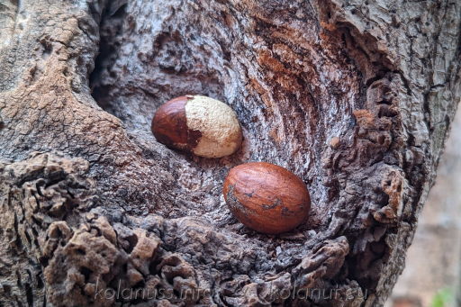 Bitter kola – the other highly praised kola nut, especially popular among men
