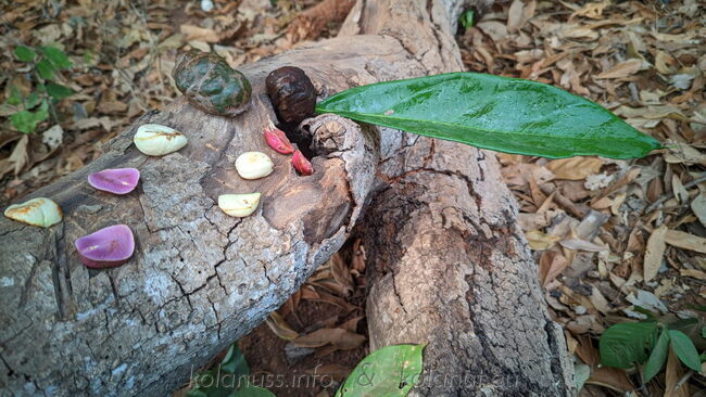 Details of bark, leaf, fruit, and shelled kola seeds