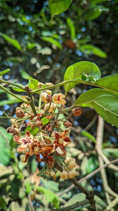 Male and female inflorescences