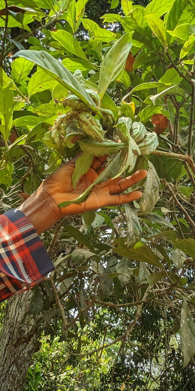Young kola nut fruits in the tree, inhabited and protected by ants