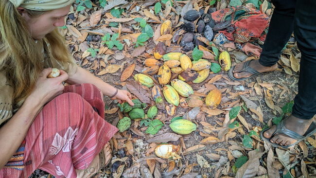 Harvested ripe fruits of cocoa and kola, both rich in caffeine and theobromine