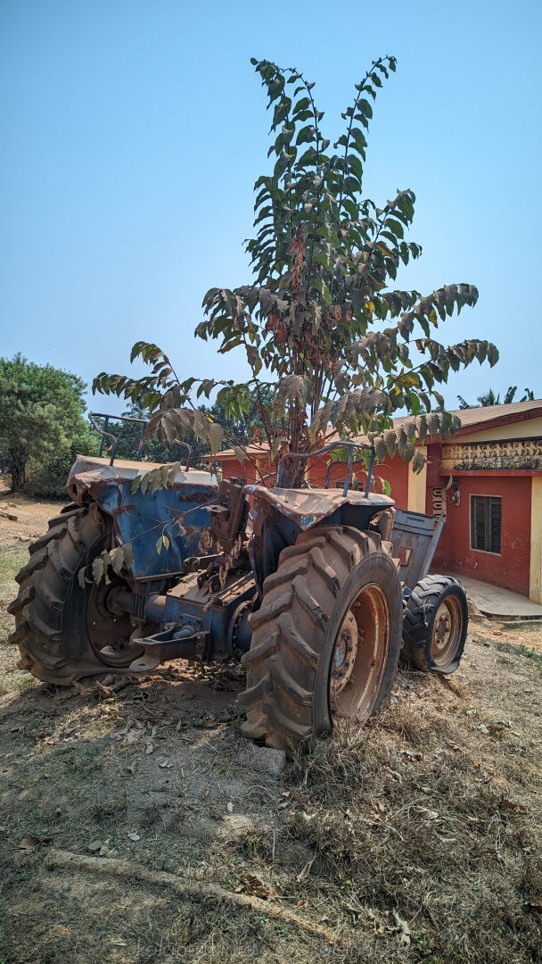 Nature wins: A tree sprouts through a damaged tractor, proving dried kola nuts outlast machinery!