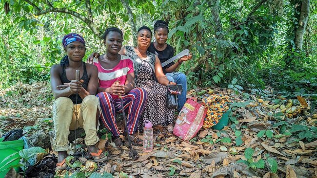 Harvesting women with machetes in the bush, gathering and opening fruit clusters. Cocoa and kola pods visible on the right.