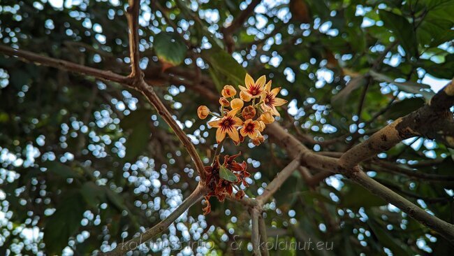 Bright kola flowers nestled in the canopy of the shaded tree