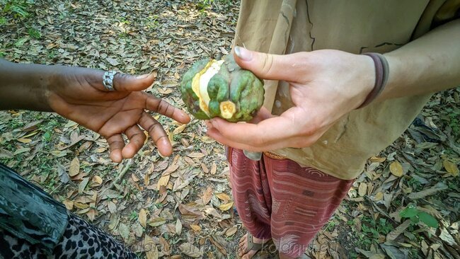 A gesture of friendship: Kola nuts given as a sign of respect and hospitality