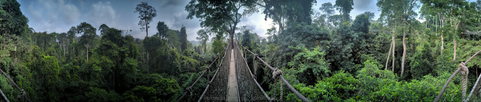 Aerial perspective of the rainforest, the natural habitat of kola