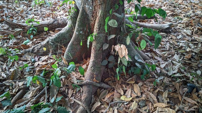 Ancient kola tree with buttress roots and young shoots