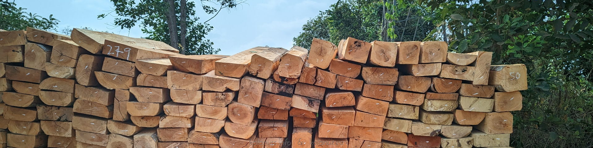 Tropical timber: Mango, kola, and more – freshly cut and ready for use